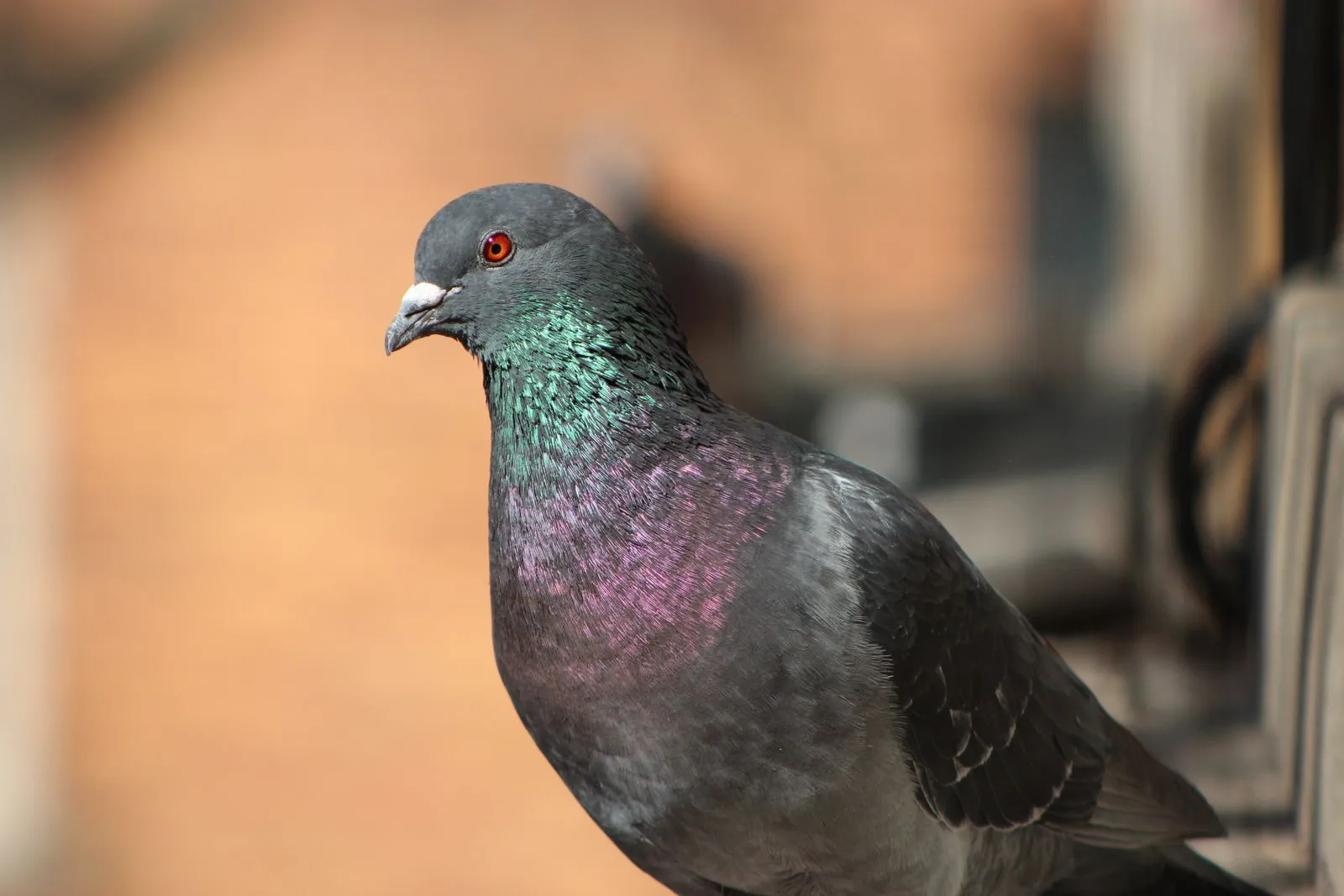Detailed close-up of a pigeon showing iridescent plumage, outdoors in Minneapolis.